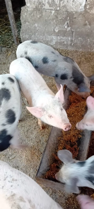 Purcei de vânzare  - imagine 5