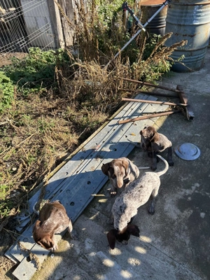 Vand catei Brac German par scurt