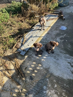 Vand catei Brac German par scurt - imagine 2