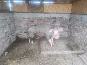 Vând porci mari - imagine 5