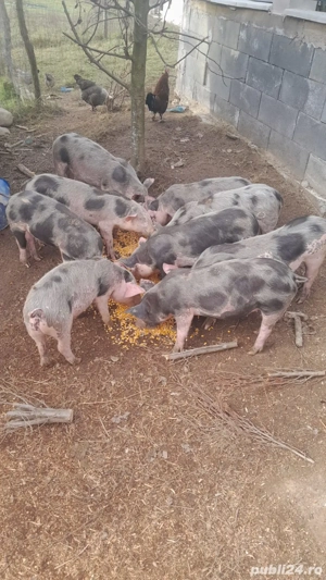 vînd purcei - imagine 3