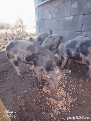 vînd purcei - imagine 2