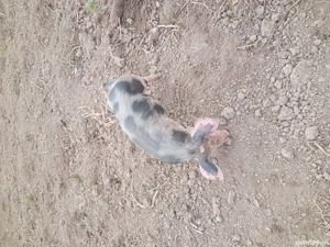 vînd purcei - imagine 4