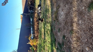 Vand ciobanesc german 