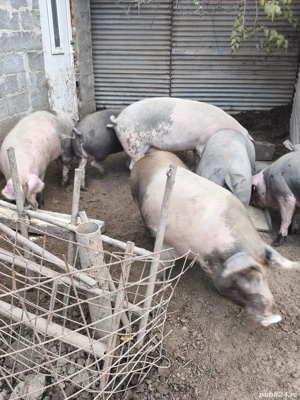 Disponibili porci  - imagine 2