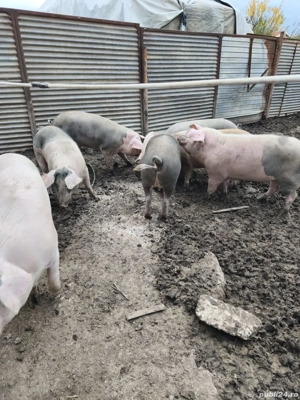 Disponibili porci  - imagine 3