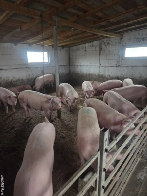 vand porci de țara