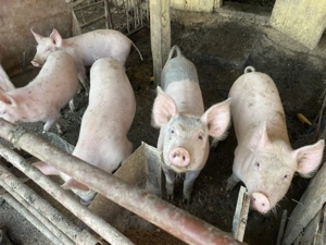 De vânzare Purcei de carne 