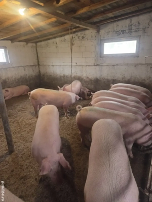 vand porci de țara - imagine 2