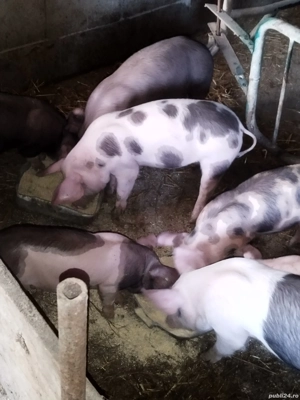 disponibili purcei - imagine 2