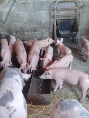 disponibili purcei - imagine 3