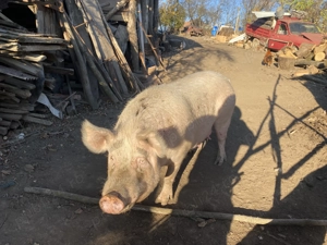 De vânzare scrofițe sacrificat 