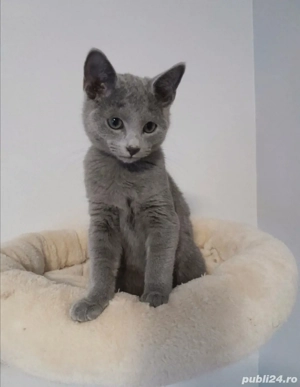 Abastru de rusia pui.