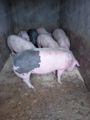 Disponibili      - imagine 2