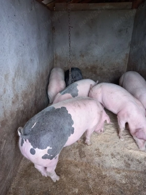 Disponibili      - imagine 3