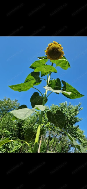 Casa Caramida+Teren drept intravilan  - imagine 9