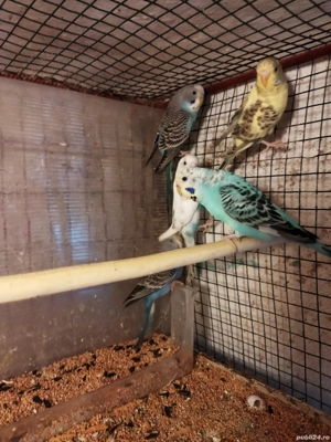 Papagali peruși tineret  - imagine 3