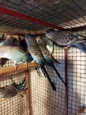 Papagali peruși tineret  - imagine 4