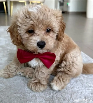 maltipoo crem 