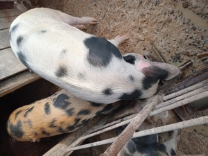 Vind 2porci pentru sacrificat de anul acesta - imagine 2