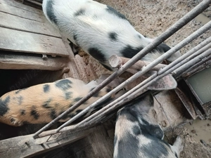 Vind 2 porci tineri de anul acesta 