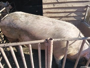 Porci de vânzare - imagine 2