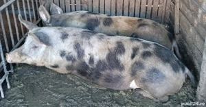 Porci de vânzare - imagine 4