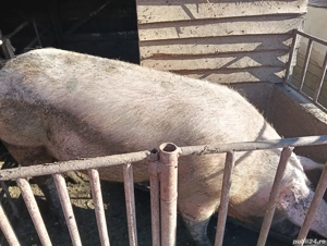 Porci de vânzare - imagine 5