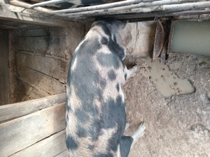 Vind 2porci pentru sacrificat de anul acesta