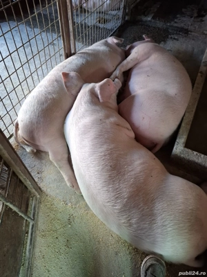 Vind 3 porci pt taiat - imagine 3