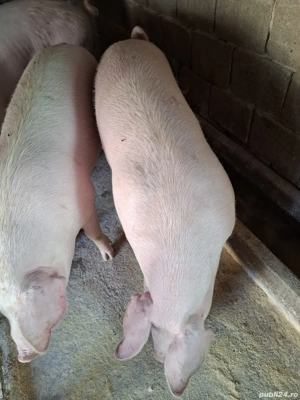 Vind 3 porci pt taiat - imagine 4