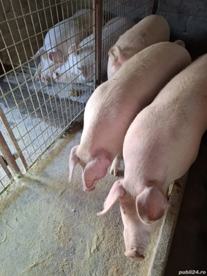 Vind 3 porci pt taiat - imagine 5