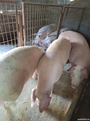 Vind 3 porci pt taiat - imagine 2