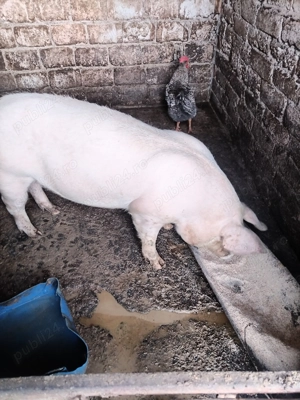 Vând porci crescuți în gospodărie  - imagine 2