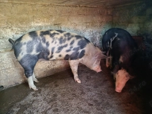 Vând porci crescuți în gospodărie  - imagine 3