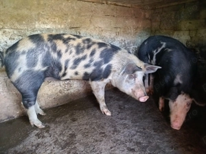 Vând porci crescuți în gospodărie  - imagine 4