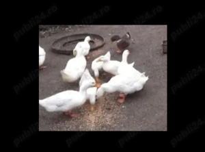 Rate lesesti si rate romanesti bio - imagine 2