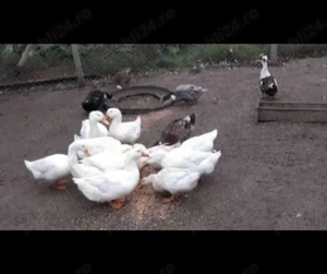 Rate lesesti si rate romanesti bio