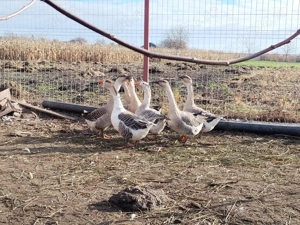 Gâște tinere de vînzare  - imagine 3