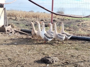 Gâște tinere de vînzare  - imagine 5