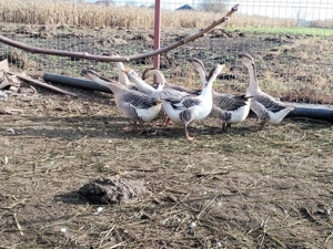 Gâște tinere de vînzare  - imagine 4