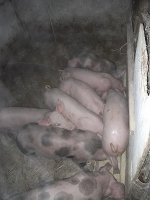 Vand purcei - imagine 2