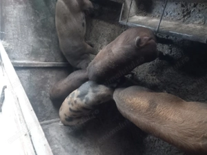 Disponibili porci 80-100kg.detalii la tel.  jud Sibiu