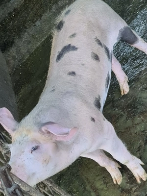 Purceluși de vanzare  - imagine 2