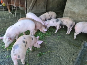 Purceluși de vanzare  - imagine 3