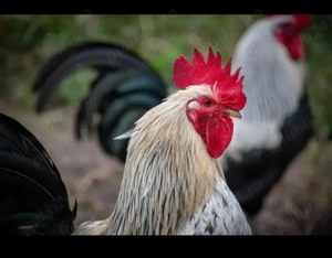 Cocosi crescuti bio fara antibiotice sau furaje