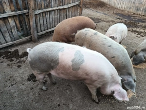 Porci de țară de vânzare 