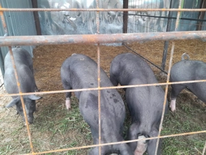 De vânzare porci rasa Pietrain 70-80 kg