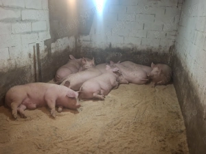 Porci la cel mai bun pret