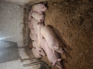 Porci la cel mai bun pret - imagine 2